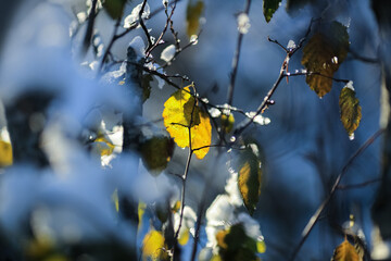 First snow and last birch leaf