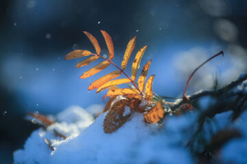 First snow and last rowan  leaf