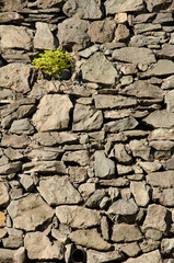 Petty spurge Euphorbia peplus in a stone wall. Santa Brigida. Gran Canaria. Canary Islands. Spain.