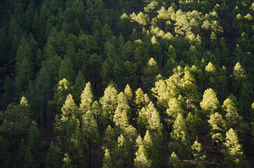 Fototapeta premium Forest of Canary Island pine Pinus canariensis. The Nublo Rural Park. Tejeda. Gran Canaria. Canary Islands. Spain.