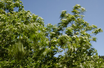 Tree moved by the wind. Gran Canaria. Canary Islands. Spain.