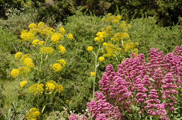 Ferula linkii in flower to the left and red valerian Valeriana rubra in flower to the right. Cueva Grande. San Mateo. Gran Canaria. Canary Islands. Spain.