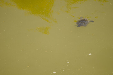 Pond slider Trachemys scripta. Cueva Grande. San Mateo. Gran Canaria. Canary Islands. Spain.