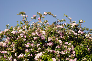 Climbing rose in flower. Gran Canaria. Canary Islands. Spain.