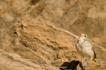 Young Berthelot's pipitt Anthus berthelotii calling. Integral Natural Reserve of Inagua. Tejeda. Gran Canaria. Canary Islands. Spain.