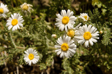 Flowers of the marguerite Argyranthemum adauctum. Integral Natural Reserve of Inagua. Gran Canaria. Canary Islands. Spain.