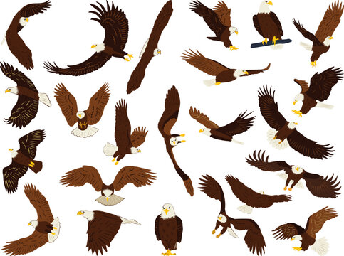 set of eagles flying and soaring in flat style, vector