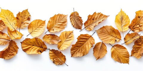 Real autumn leaves in high detail showcasing vibrant colors and textures against a white background