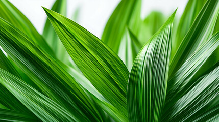Fresh Pandan Leaves with Vivid Green Color and Texture - A close-up of vibrant pandan leaves showcasing their natural green hues and rich texture.