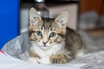 A cat is on a table with a blue box marked with the number 5