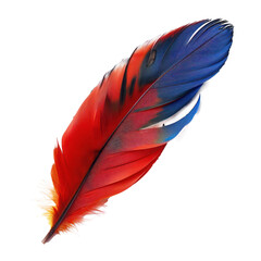Red and blue parrot feather. 