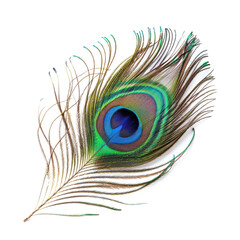 Fototapeta premium Peacock feather eye. 
