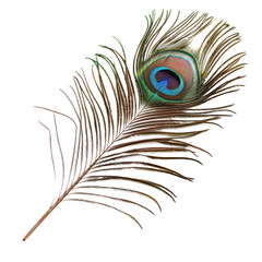Fototapeta premium Peacock feather isolated on transparent background. 
