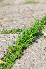 Grass growing through pavement cracks shows natures resilience and beauty in urban areas