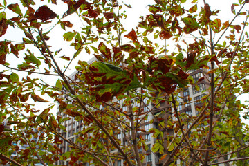 autumn chestnut leaves, red and yellow leaves
