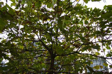 autumn tree with green and brown leaves in the city