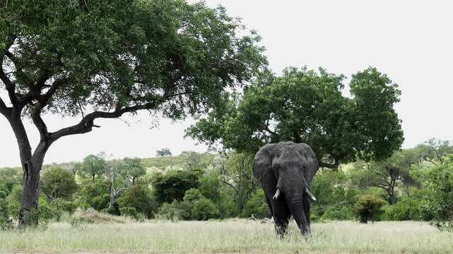 Majestic solitary African Elephant bull stands in savannah veld of game reserve