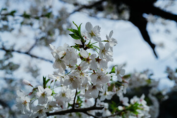 千鳥ヶ淵の桜