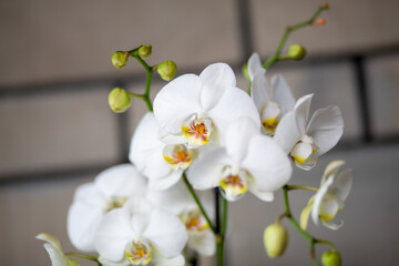 A beautiful bunch of delicate white flowers that have bright yellow centers, creating a stunning...