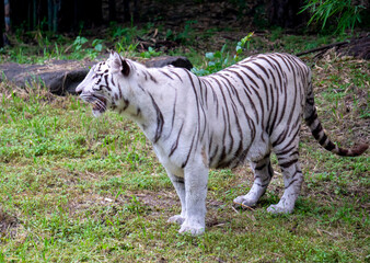 A White Tiger is a rare and majestic variation of the Bengal tiger, distinguished by its striking white fur and black stripes.