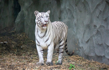 A White Tiger is a rare and majestic variation of the Bengal tiger, distinguished by its striking white fur and black stripes.