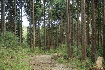 Obraz premium 湯河原 ハイキング