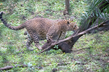 A White Tiger is a rare and majestic variation of the Bengal tiger, distinguished by its striking white fur and black stripes.