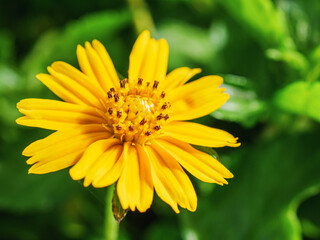 Pretty yellow creeping daisy flower, close-up of pollen yellow creeping daisy flower,  yellow creeping daisy flowers growing in spring