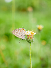 Close-up of small butterfly on a flower in the natural light on a beautiful morning. macro butterfly
