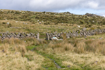 Grazing sheep on Moorland
