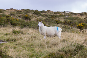 Grazing sheep on Moorland