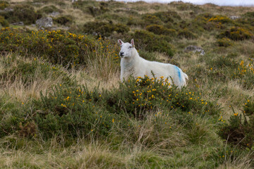 Grazing sheep on Moorland