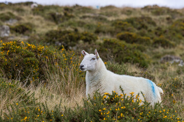 Grazing sheep on Moorland
