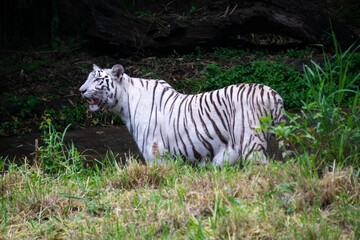 A White Tiger is a rare and majestic variation of the Bengal tiger, distinguished by its striking white fur and black stripes.