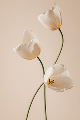 Three white flowers are standing upright