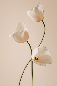 Three white flowers are standing upright