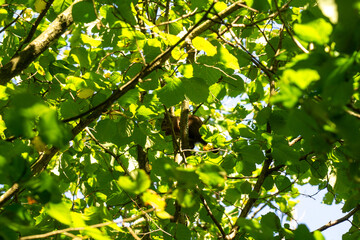 Squirell
