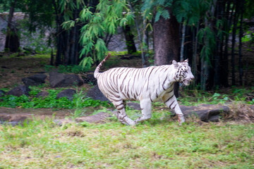 A White Tiger is a rare and majestic variation of the Bengal tiger, distinguished by its striking white fur and black stripes.