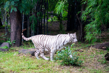 A White Tiger is a rare and majestic variation of the Bengal tiger, distinguished by its striking white fur and black stripes.