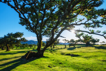 Centuries-old til trees in fantastic magical idyllic Fanal Laurisilva forest on sunset. Madeira island, Portugal