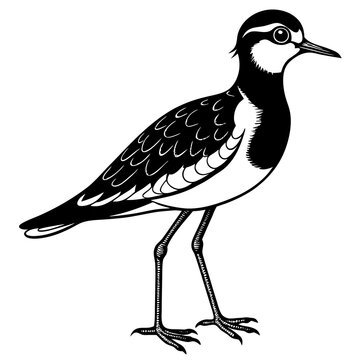 recommend clip art: black and white lapwing