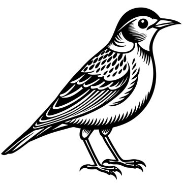 recommend clip art: lark. on a white background