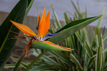 Bird of Paradise (Strelitzia reginae) plant in bloom.