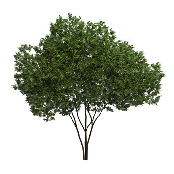 elderberry tree isolated on transparent png background - 3D Illustration