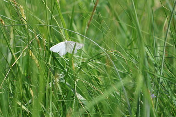 Motyl w trawie © Krzysztof