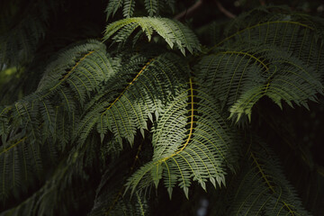 Close-Up of Lush Green Fern Leaves in Natural Light