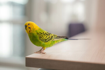 Green budgerigar with a yellow head in the apartment, pet