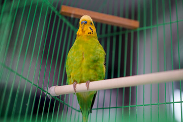 Obraz premium Green budgerigar with a yellow head in a cage, pet