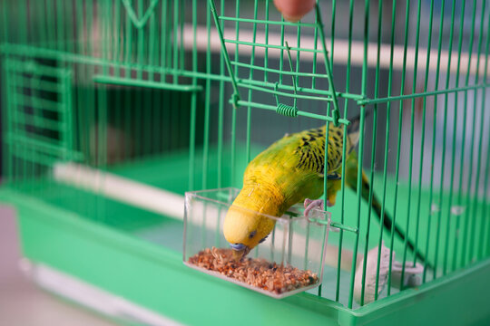 Green budgerigar with a yellow head in a cage eats grains, pet, feeding