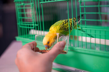 Green Budgerigar With Yellow Head